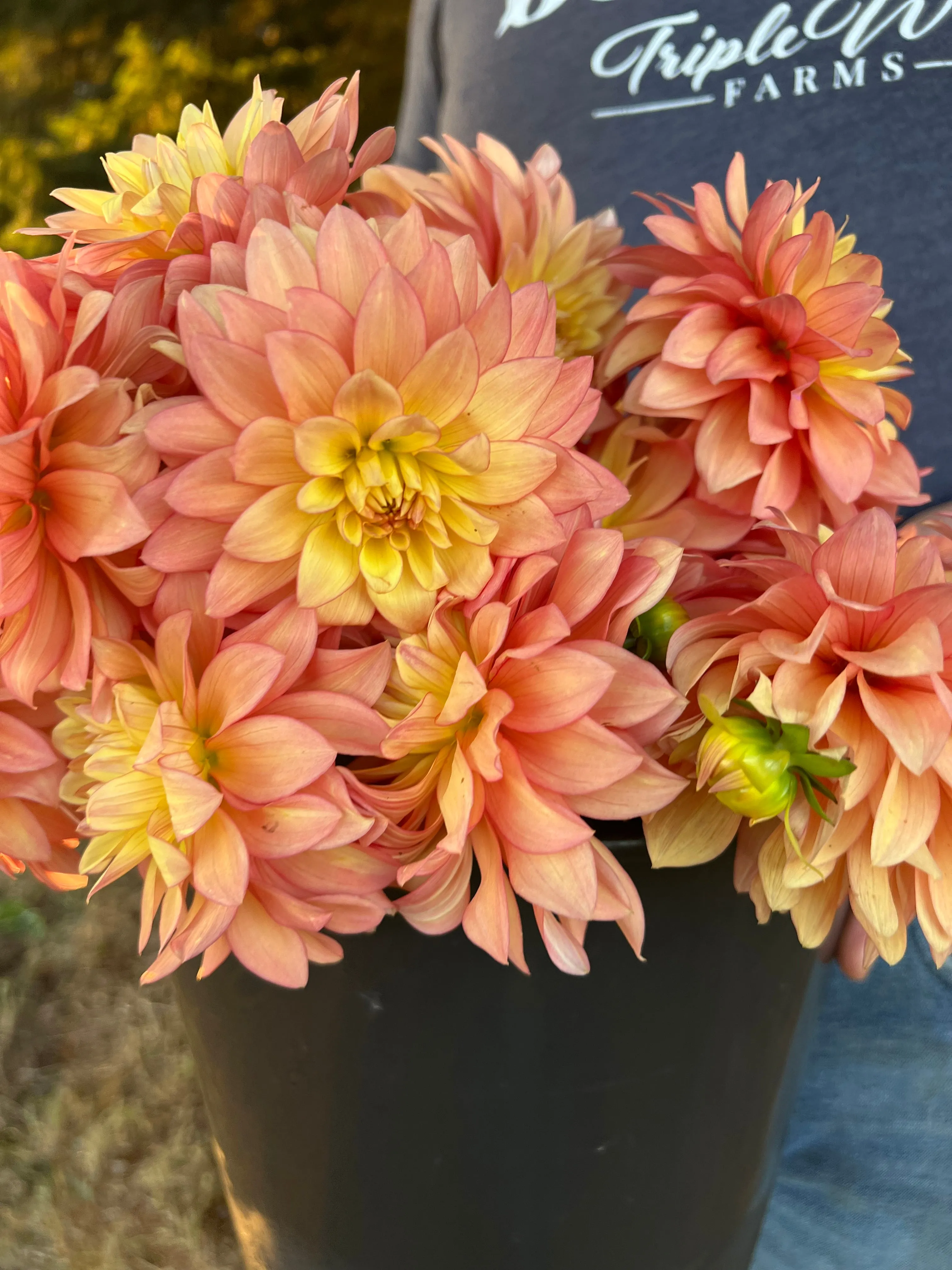 Bloomquist Vigor Dahlia Tuber