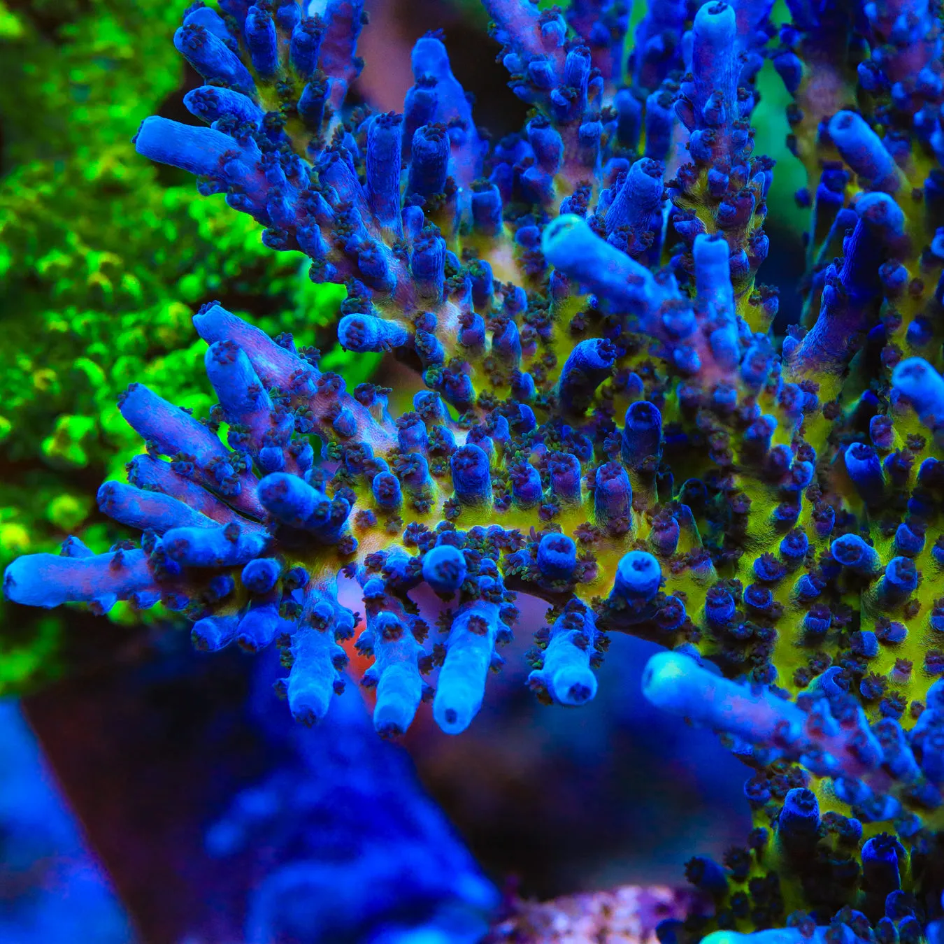 RR Aussie Gold Tort Acropora Coral