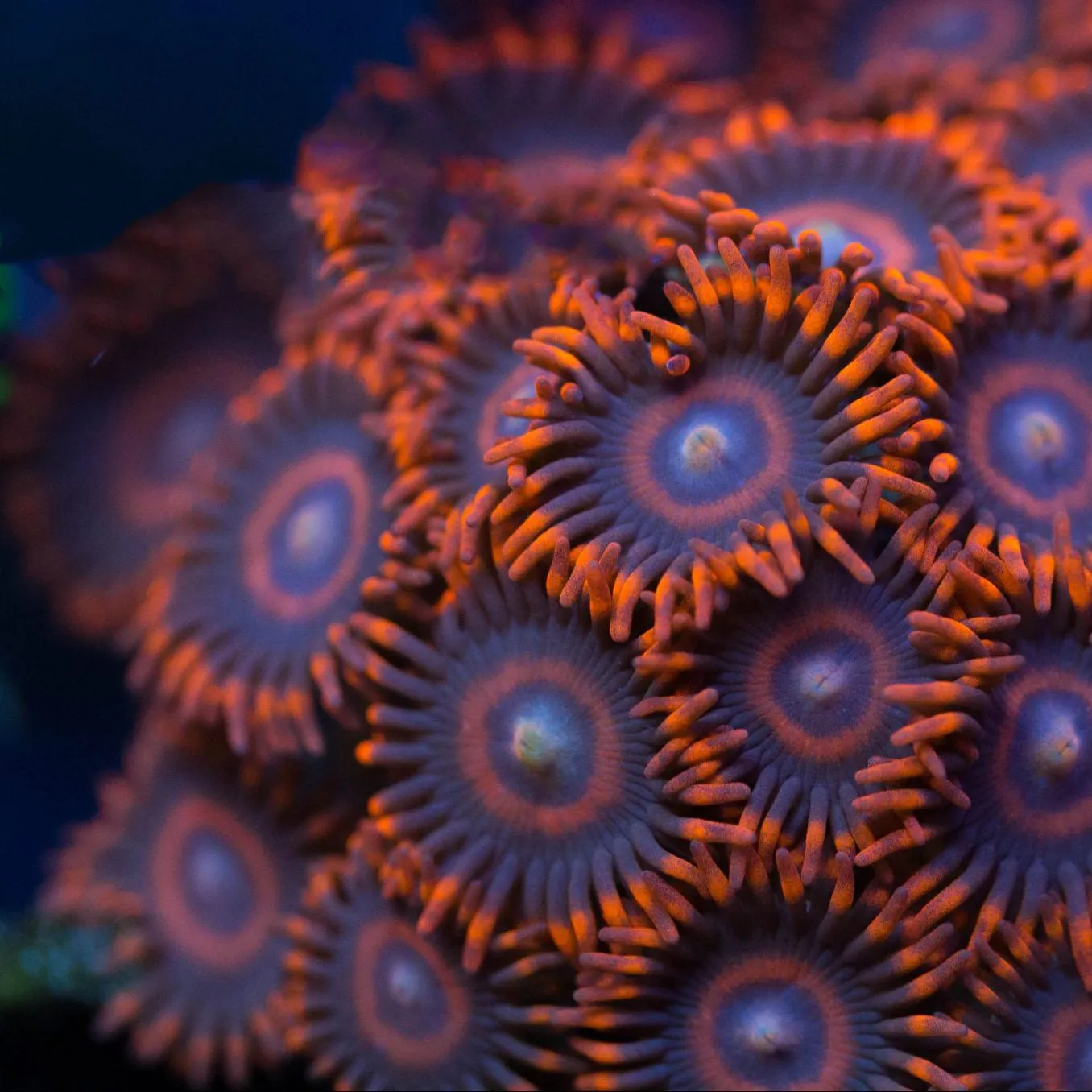 Safe Cracker Zoanthids Coral